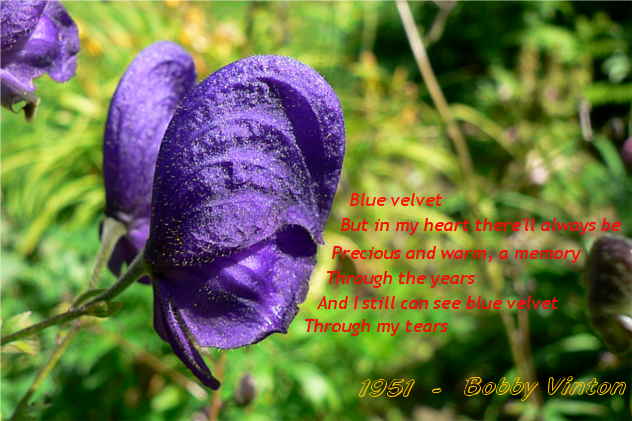 Bobby Vinton - blue velvet