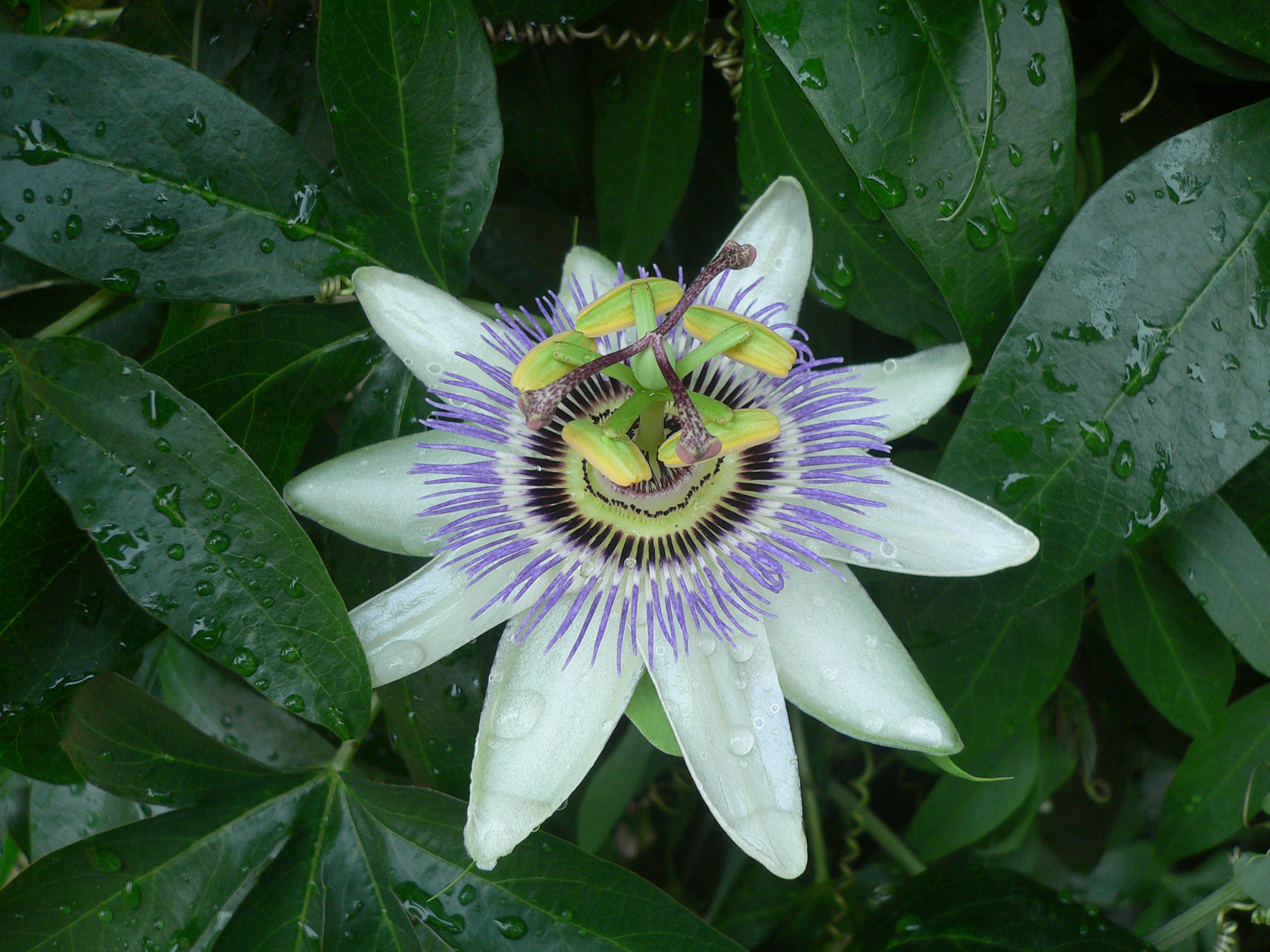 Passiflora - Fleur de la passion - Passifloraceae