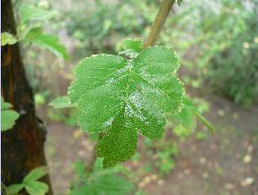 Aubépine dorée - Crataegus chrysocarpa