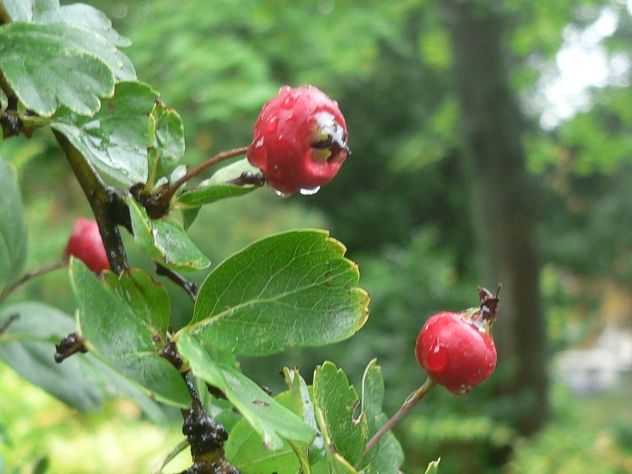 Aubépine dorée - Crataegus chrysocarpa