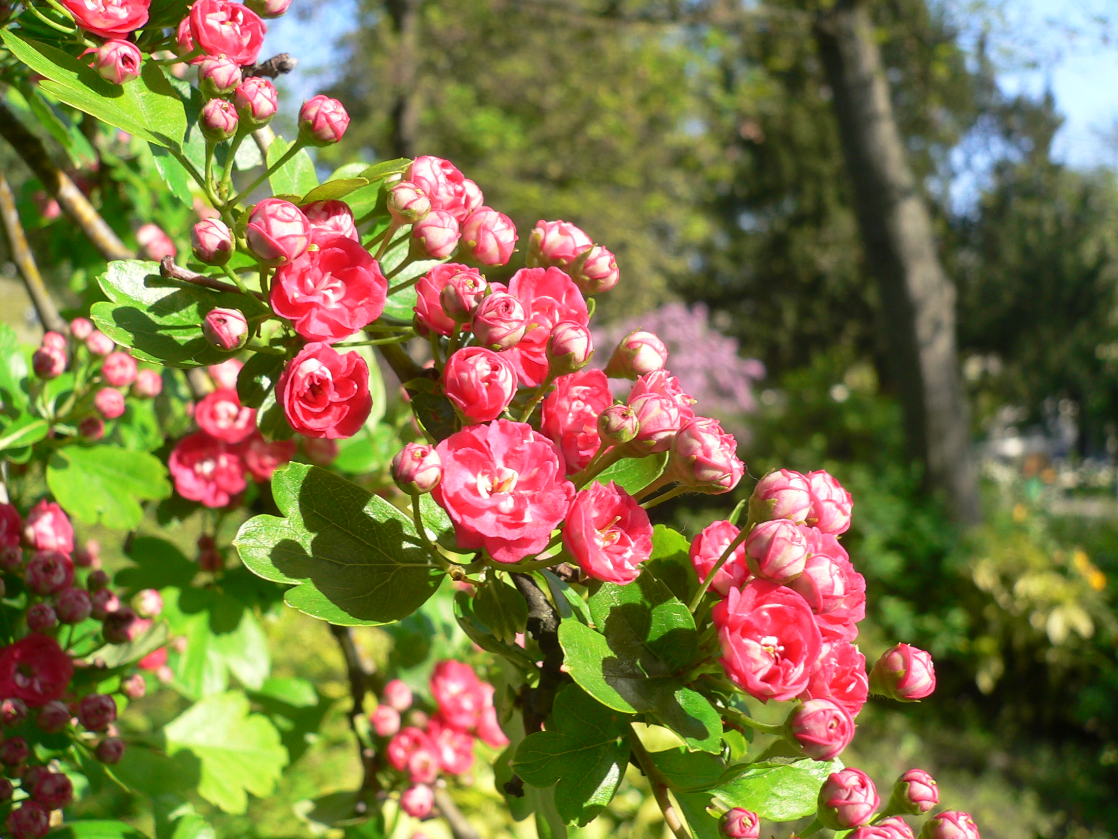 Aubépine dorée - Crataegus chrysocarpa