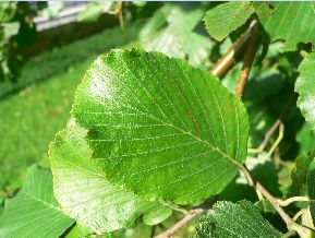 Aulne glutineux - Alnus glutinosa