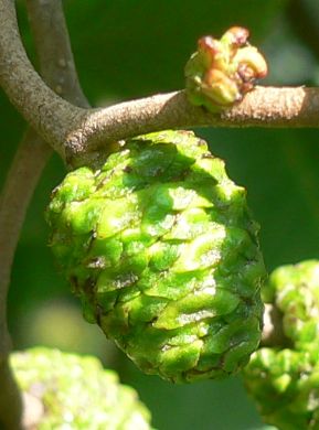 Aulne glutineux - Alnus glutinosa