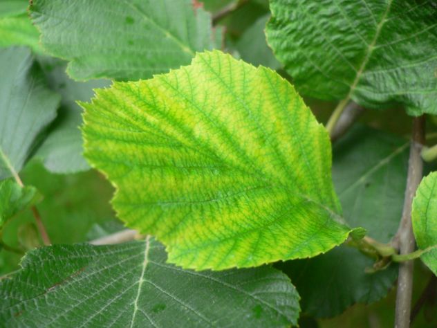 Aulne glutineux - Alnus glutinosa