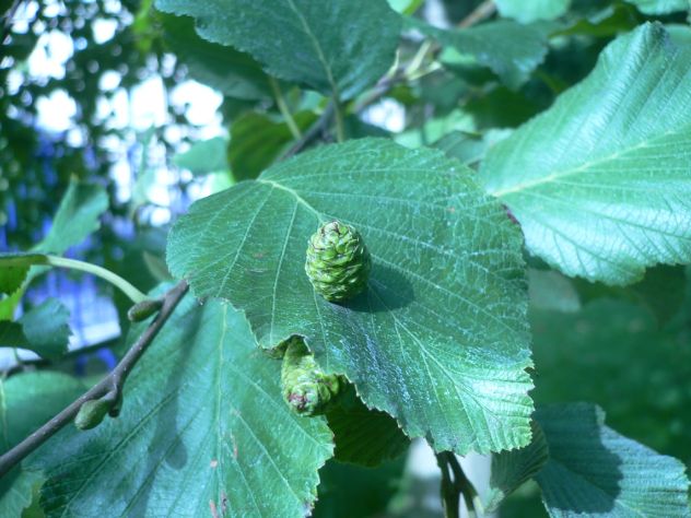 Aulne glutineux - Alnus glutinosa