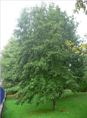 Aulne glutineux - Alnus glutinosa