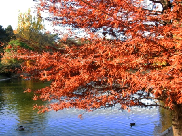 L'automne