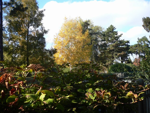 Bouleau à papier - Betula papyrifera