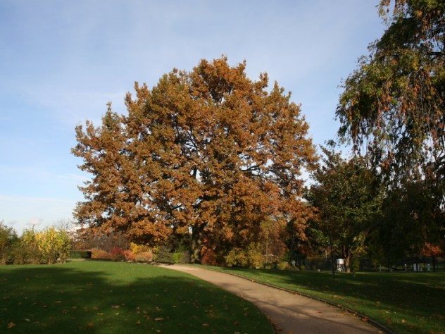 Chêne pubescent - Quercus pubescens