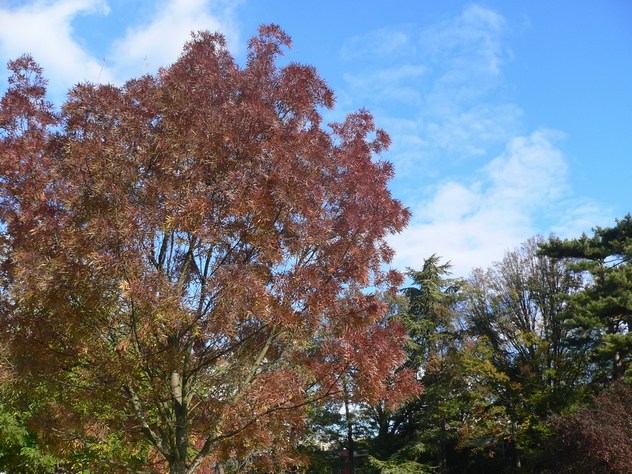Pacanier - Carya illinoensis
