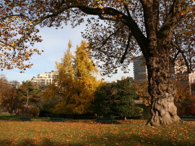 Arbre aux quarante écus - Ginkgo biloba