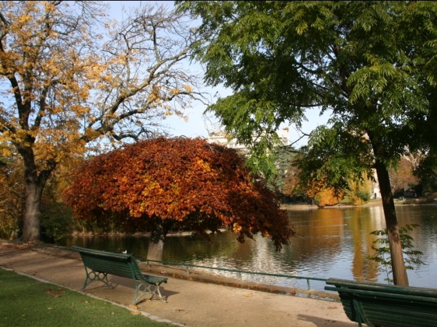 Hêtre tortillard - Fagus sylvatica tortuosa