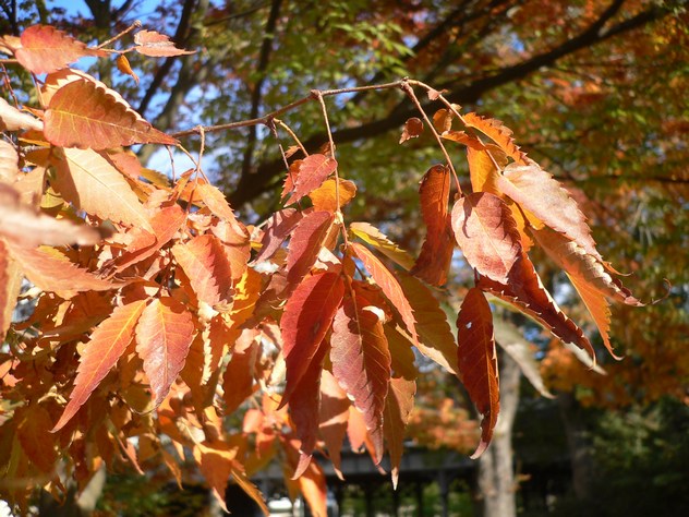 Micocoulier de Virginie - Celtis occidentalis