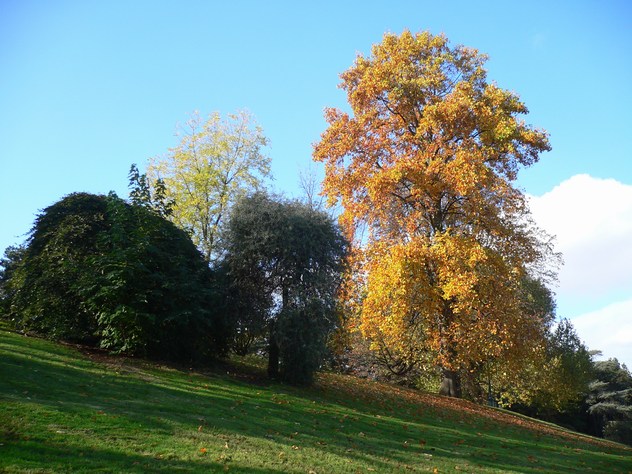 Tulipier de Virginie - Liriodendron tulipifera