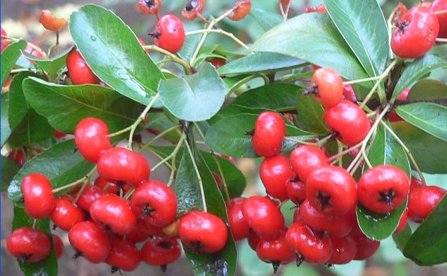 Baies rouges