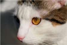 L'il du chat