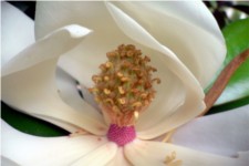 Magnolia