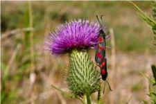 Papillon