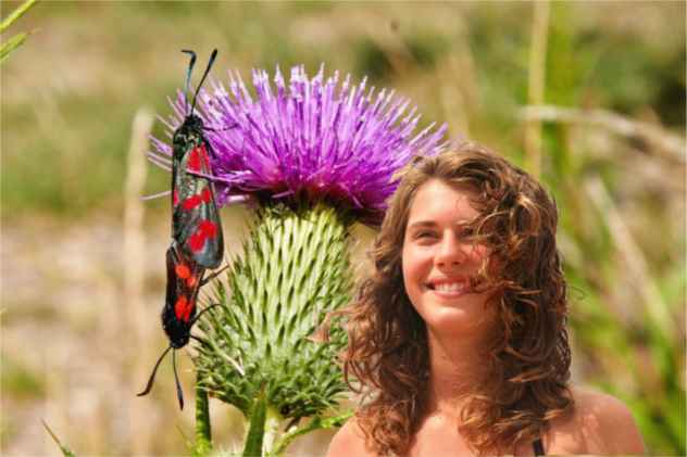 Papillon