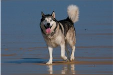 Husky