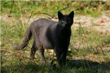 Un chat