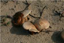 Champignons
