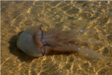 Méduse-Rhizostoma pulmo