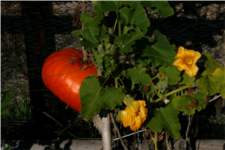 Cucurbita maxima