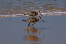 Limosa limosa