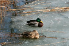 Canards de Varsovie