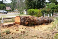 Le sapin d'Espagne