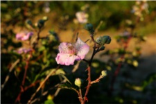 Les mûres en fleur
