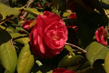 Camelia