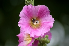 Ketmia-hibiskus