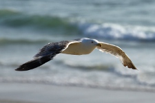 mouette