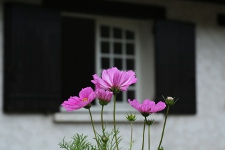 cosmos cosmos