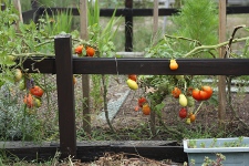 tomates de René tomates de René