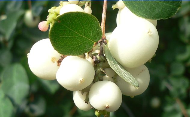 Arbre de neige - Symphoricarpos Rivularis - Caprifoliacées - Caprifoliaceae