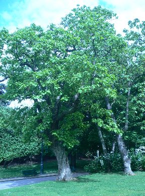 Catalpa - Catalpa bignonioides