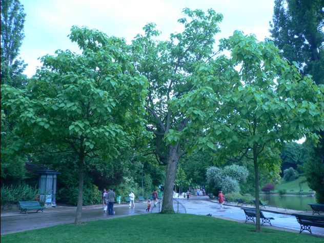Catalpa - Catalpa bignonioides