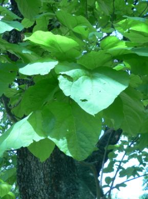 Catalpa - Catalpa bignonioides