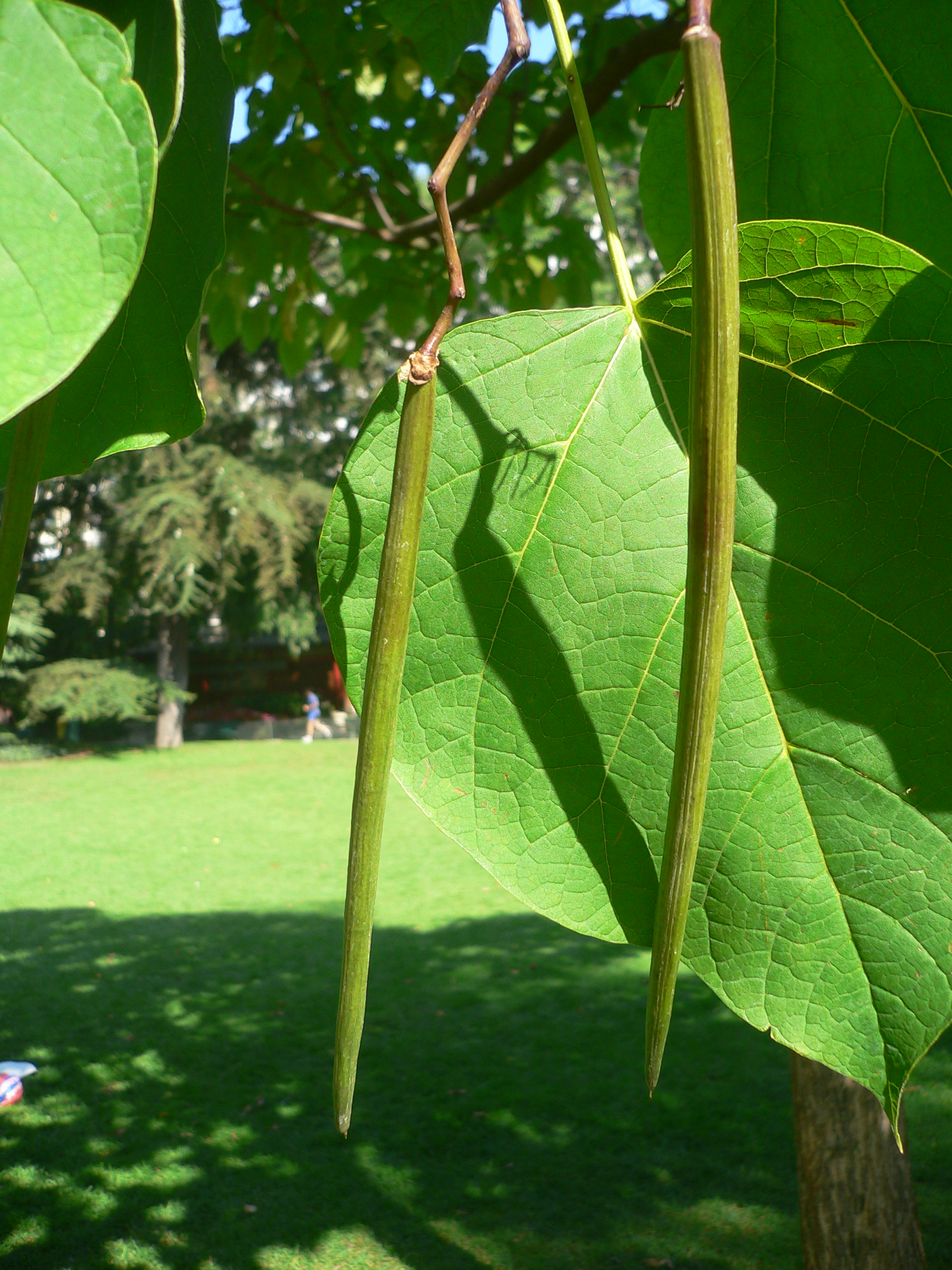 Catalpa - Catalpa bignonioides
