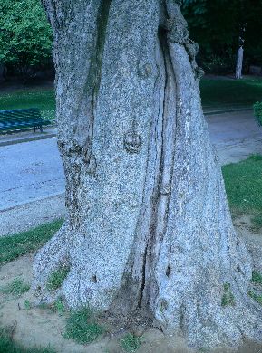 Catalpa - Catalpa bignonioides