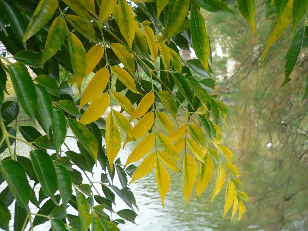 Cédrèle de Chine - Cedrela sinensis