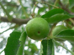Cédrèle de Chine - Cedrela sinensis