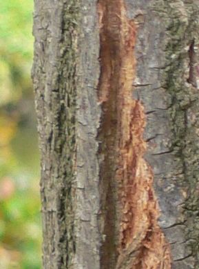 Cédrèle de Chine - Cedrela sinensis