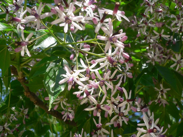Cédrèle de Chine - Cedrela sinensis