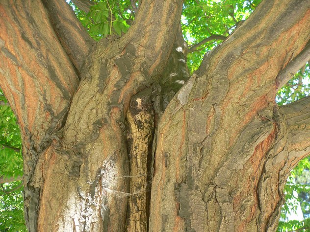 Cédrèle de Chine - Cedrela sinensis