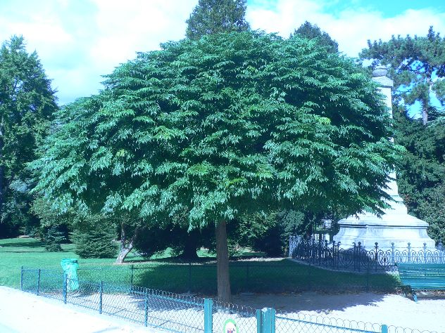 Cédrèle de Chine - Cedrela sinensis
