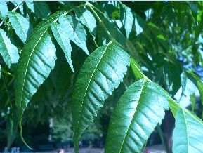 Cédrèle de Chine - Cedrela sinensis